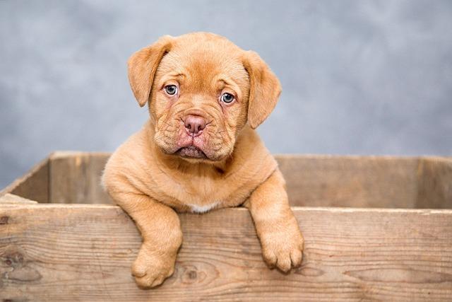 What’s the Best Dog for Your Family: Find the Perfect Match for a Happy Home